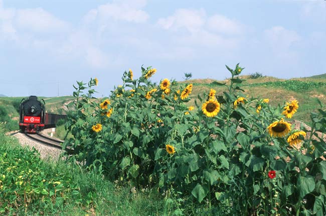 Sonnenblumen im August 2005 auf der JiTong-Strecke.