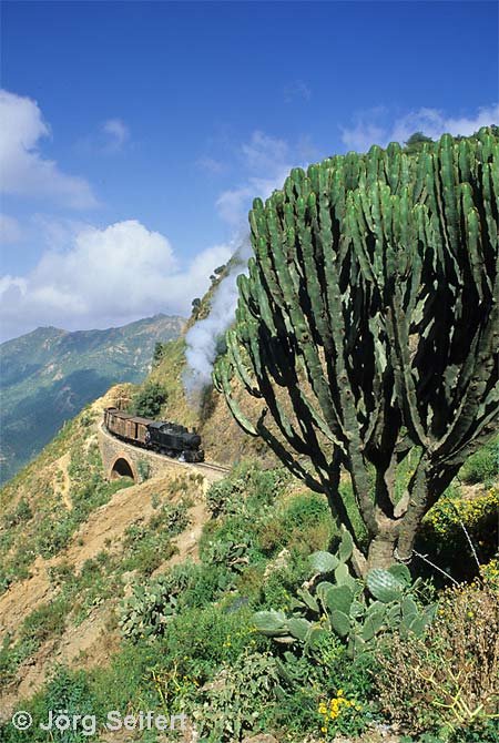 Der Kaktus-Klassiker auf dem Weg nach Asmara