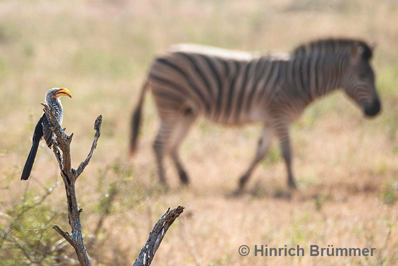 South Africa: Kruger National Park