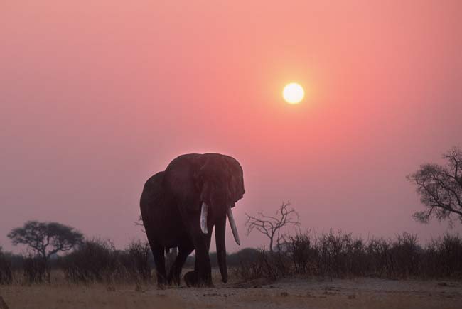 Hwange National Park